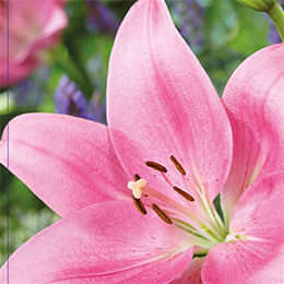 lis la hybrid -rose